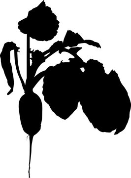 black radish with leaves isolated on white