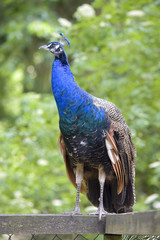 Obraz premium Free Blue Peacock 