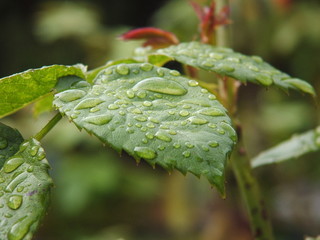 Rain Drops on a Leaf of a Rose Bush