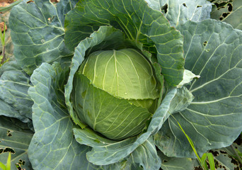 Obraz premium Close up fresh of big cabbage in garden from top view 