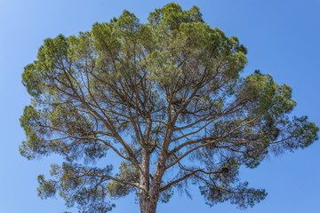 High Italian Stone Pine Tree with blue sky sunshine day light