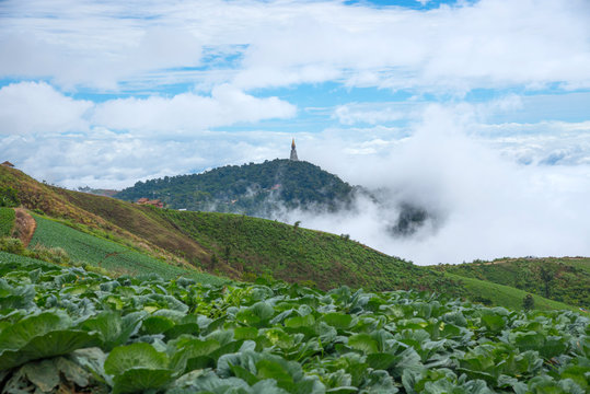 Beautiful sea of mist and cabbage field at Phu Thub Boek, Thailand