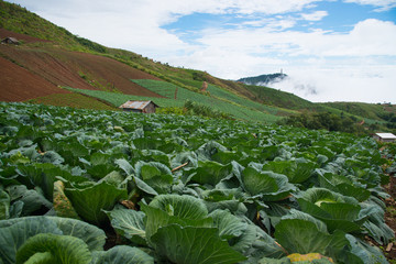 Landscape view of cabbage field and beautiful mist
