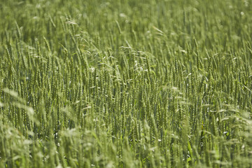 Wheat field in Summer, Lancaster County, Pennsylvania, USA