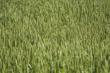 Wheat field in Summer, Lancaster County, Pennsylvania, USA