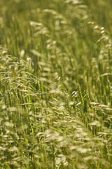 Wheat field in Summer, Lancaster County, Pennsylvania, USA