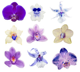 Fototapeta na wymiar nine isolated orchid blooms set