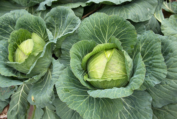 Close up fresh of big cabbage in garden
