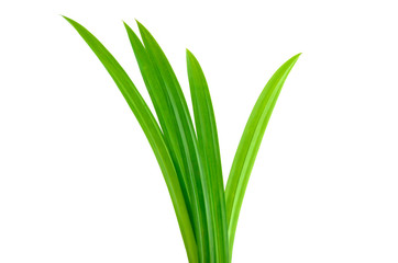 Pandan on white background