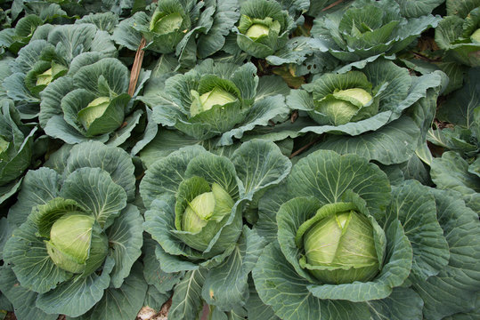 Fresh of big cabbages in garden
