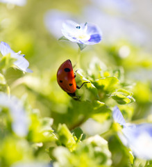 Ladybug on small blue flowers in nature