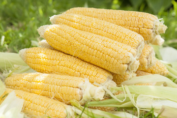 Fresh corn on the cob on the lawn, stacked in a pan for cooking