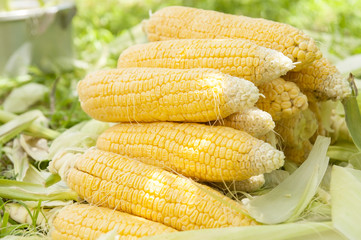 Fresh corn on the cob on the lawn, stacked in a pan for cooking