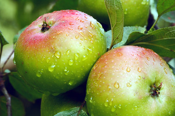 apfel jakob lebel