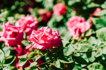 Beautiful Pink Rose Garden In Summer