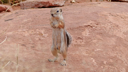 Streifenhörnchen/Ein kleines grau-braunes Streifenhörnchen hält Ausschau