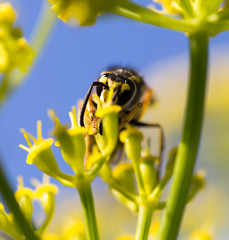 Wasp on yellow flower in nature