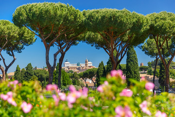 Altare della Patria as seen from Rome Rose Garden in the sunny day with roses and Stone pine trees in the foreground, Rome, Italy