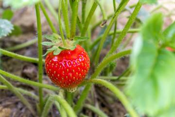 sweet juicy organic strawberriess