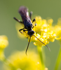 Wasp on yellow flower in nature