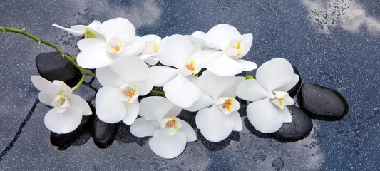 Foto op Canvas White orchid and black stones close up. © Swetlana Wall