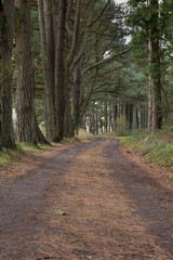 woodland path