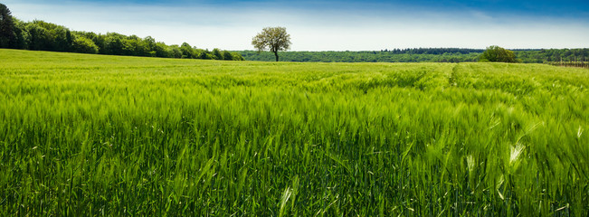 champ de blé