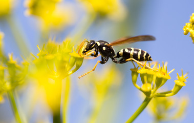 Wasp on yellow flower in nature