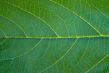 Detail green leaf background