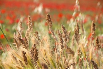 Rye and wheat in Apulia region, Italy