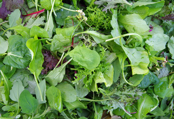 Naklejka premium Mesclun salad mixed field greens piled closeup view