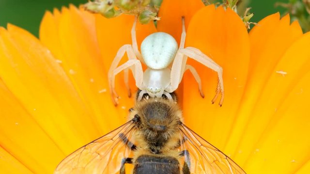 crab spider (Misumena vatia) grabbed bee in flower Calendula.