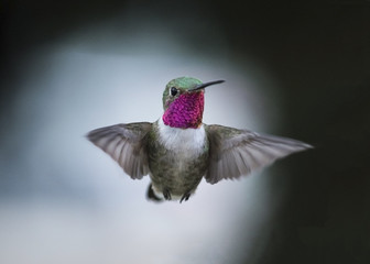 Broad-Tailed Hummingbird (Selasphorus platycercus)  Early Morning Flight 