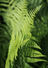 Green leaves of a fern as background