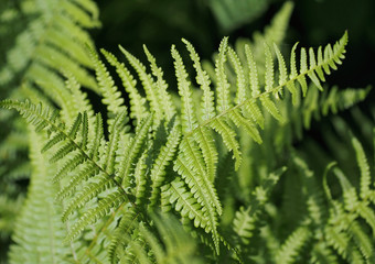 Green leaves of a fern as background