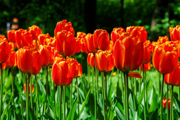 Obraz premium Amazing blooming tulips in the spring city park.