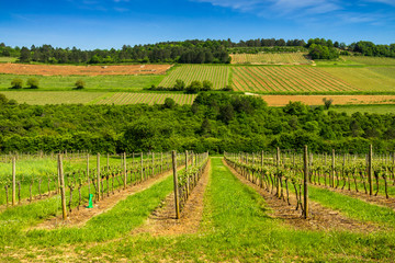 Fototapeta na wymiar vignes de Hautes Côtes