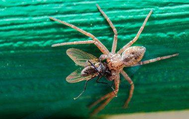 Insect spider is the common garden-spider caught a fly, shooting macro, selective focus