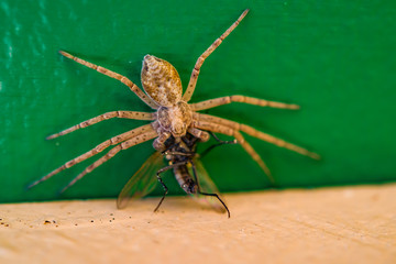 Insect spider is the common garden-spider caught a fly, shooting macro, selective focus