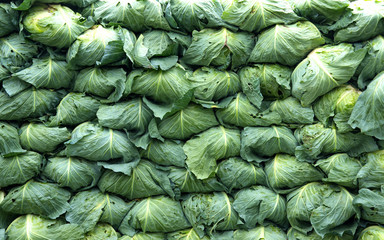 Fototapeta na wymiar Group of cabbages stack, background 