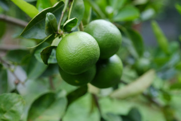 Lime tree with fruits closeup select focus. Raw materials of food Thailand.
