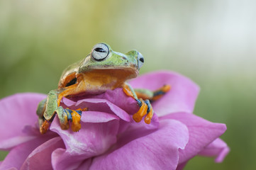 flying frog