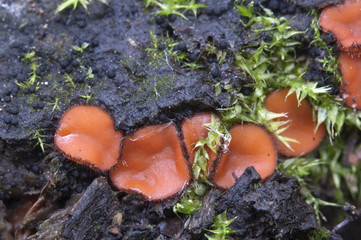 Scutellinia sp. fungus