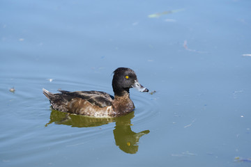 Female Tufted duck with reflection on water of pond in park