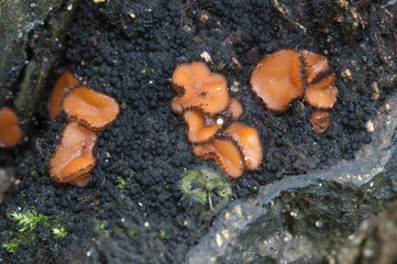 Scutellinia sp. fungus