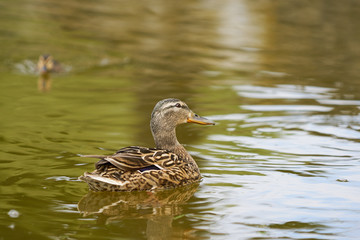Fototapeta premium Female duck swimming with a small duckling behind on a lake