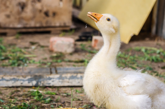 Young goose in the courtyard of a rural house / Photo taken in Russia, in the Orenburg region