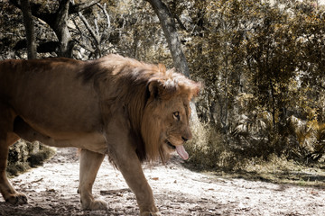 Thirsty Lion walks among dried foliage, Composite