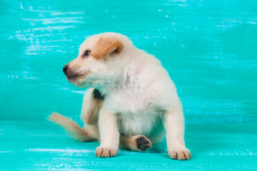 Labrador puppy dog on wood background