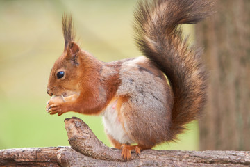 Naklejka na ściany i meble Red squirrel sitting on the trunk of tree and sniffs a nut